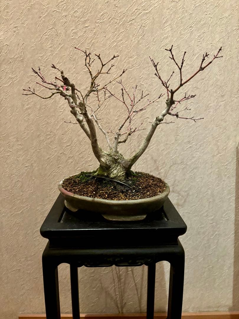 極太株立ち根張り良し　樹高22㎝　モミジ　紅葉　小品盆栽　真柏　黒松　五葉松