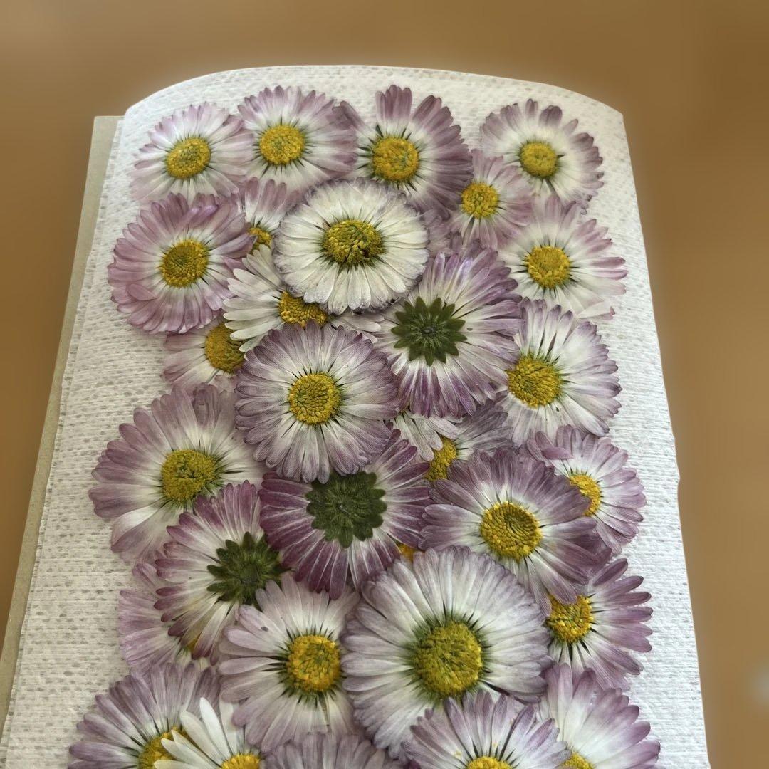 押し花素材 デイジー パープル系 ハンドメイド60パーツ - メルカリ