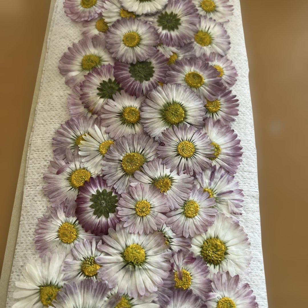 押し花素材 デイジー パープル系 ハンドメイド60パーツ - メルカリ