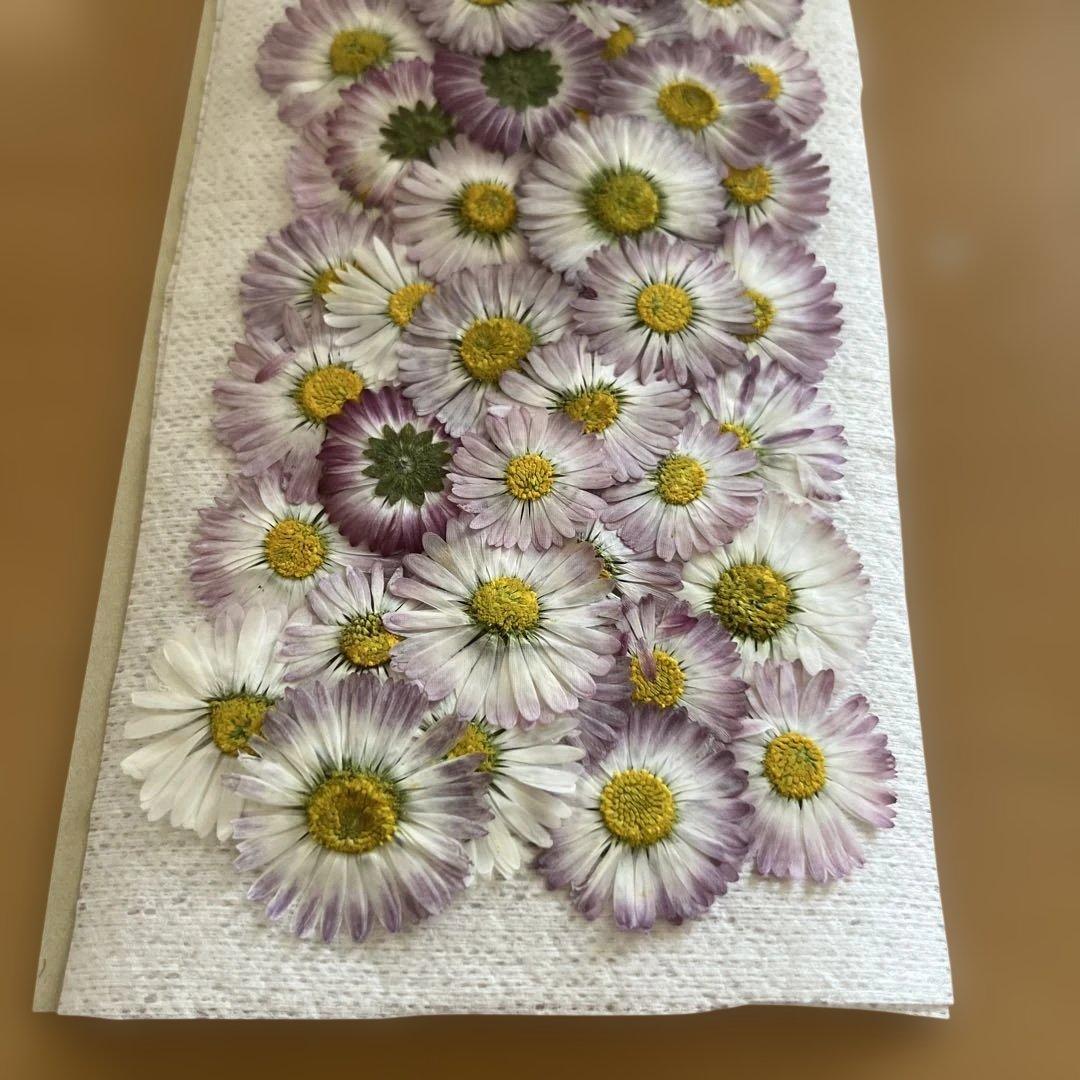 押し花素材 デイジー パープル系 ハンドメイド60パーツ - メルカリ