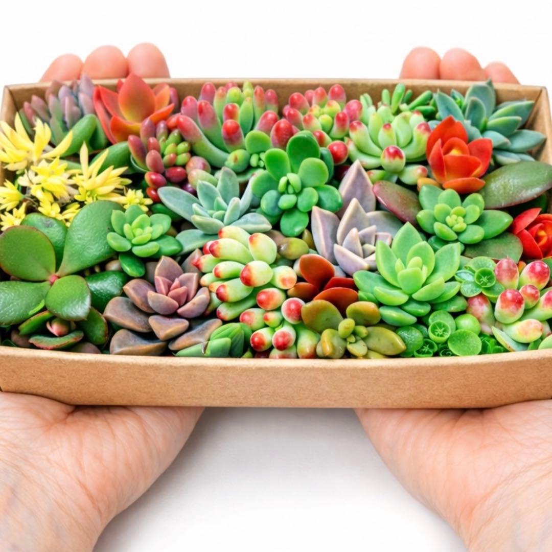 多肉植物 カット苗詰め合わせ 19cm×12cm - メルカリ