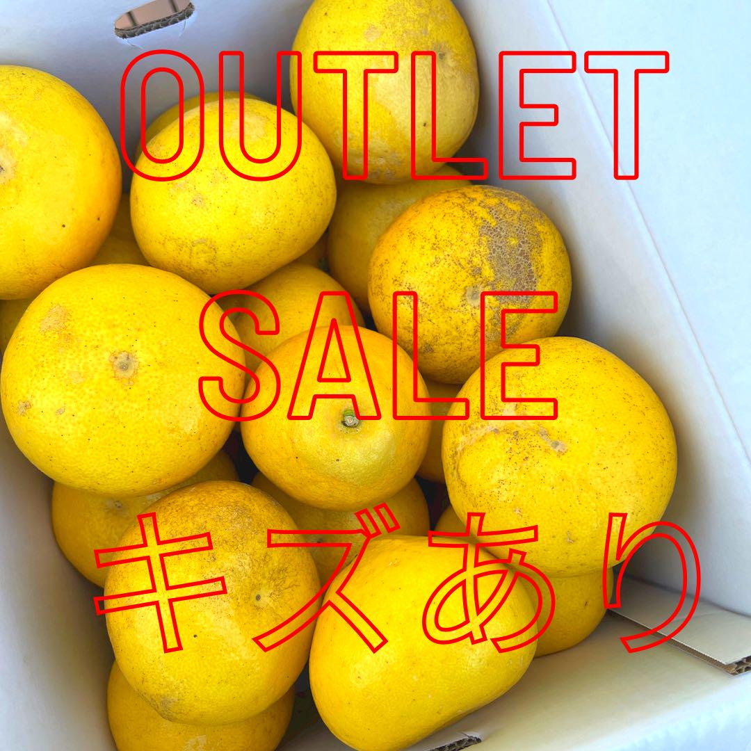文旦　訳あり　アウトレット品　柑橘　07