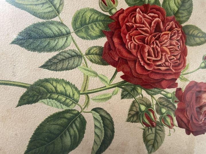 うのにもお得な フランス アンティーク 植物画 ボタニカルアート 薔薇 カップ咲きバラ 額付装飾 雑貨 その他¥10,620-christsquare.com うのにもお得な フランス アンティーク 植物画 ボタニカルアート 薔薇 カップ咲きバラ 額付装飾 雑貨 その他¥10,620-christsquare.com