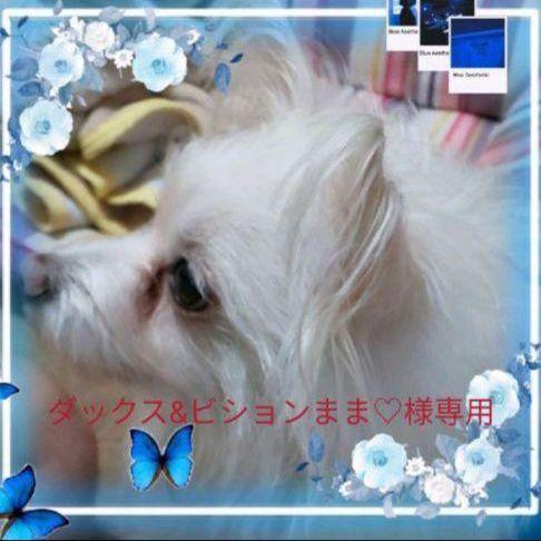 №❤️ダックスビションまま♡様専用ページ♡♡♡