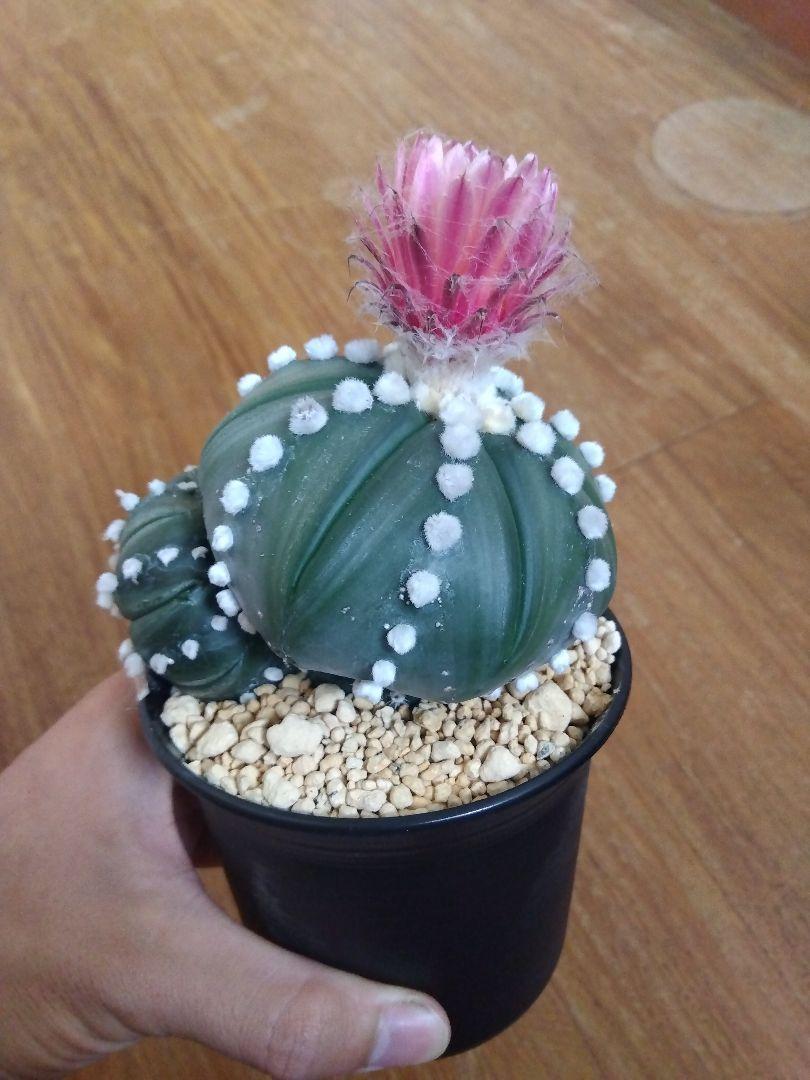 サボテン　瑠璃兜　接木　3.5号鉢つき　2頭❗赤花❗