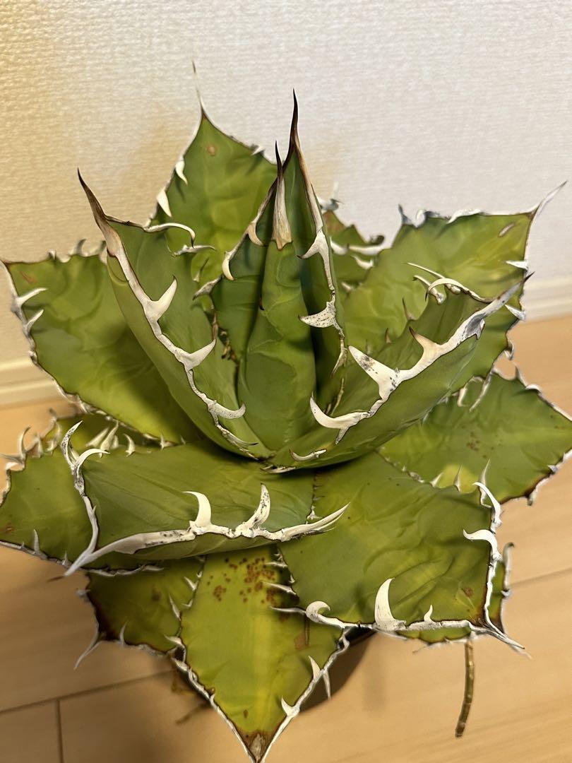 AGAVE titanota FO-076 アガベ チタノタ