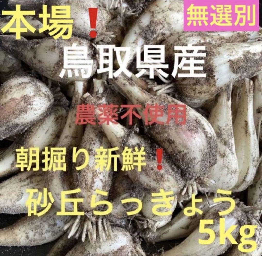 大特価‼️鳥取県産 農薬不使用 砂丘らっきょう