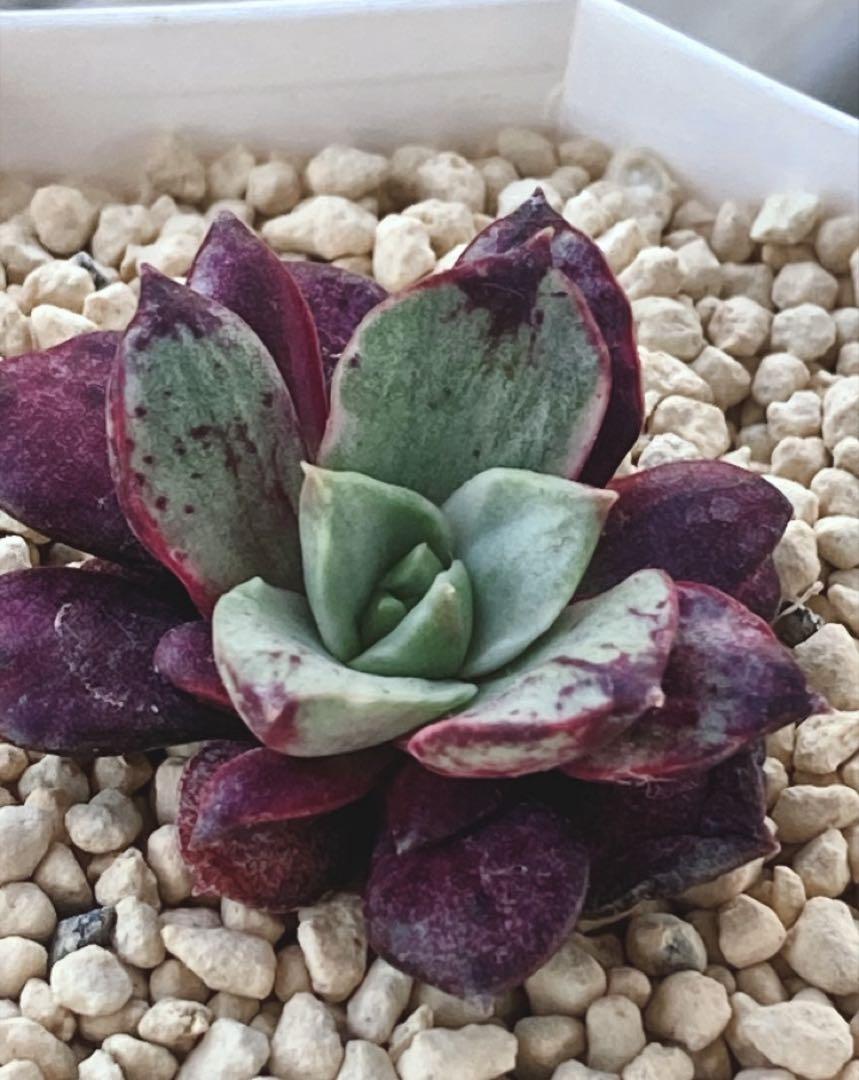 多肉植物　　レア❁︎ロンギシマ錦　発根済