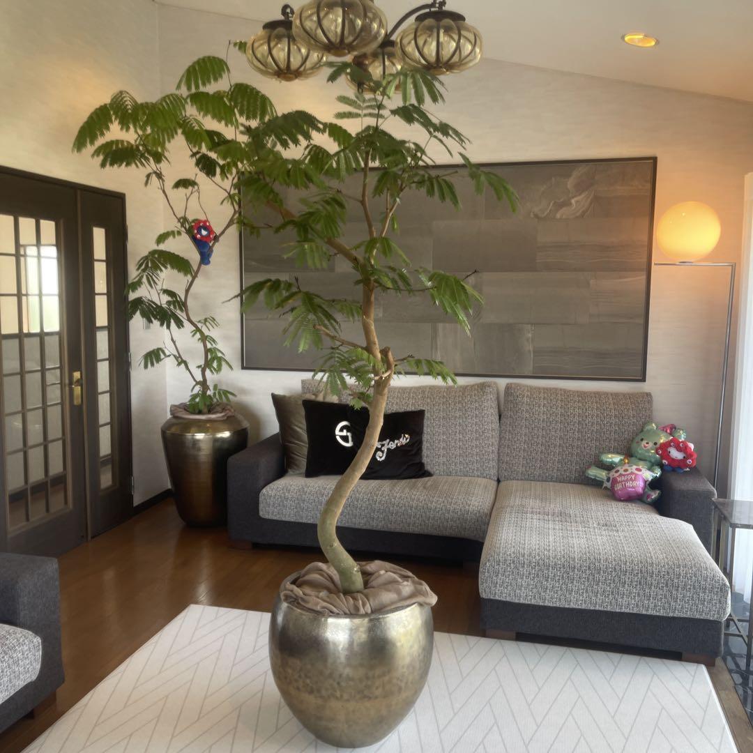 エバーフレッシュ　大型　幹太　曲がり樹形　観葉植物　カッシーナ　アクタス エバーフレッシュ 大型 極太幹 曲がり樹形 観葉植物 カッシーナ