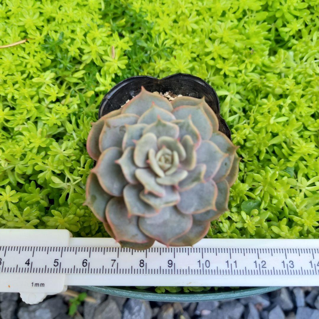 エケベリア ルナレン☆人気☆ 抜き苗 多肉植物 - メルカリ