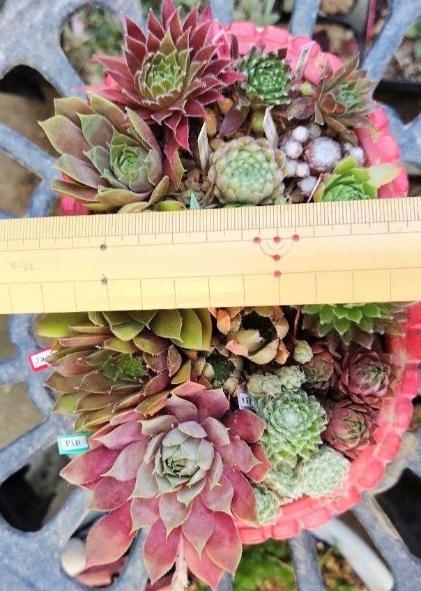 おまかせお名前付き２００品種 多肉植物 センペル センペルビウムセット １６１１ おまかせお名前付き200品種 多肉植物 センペル