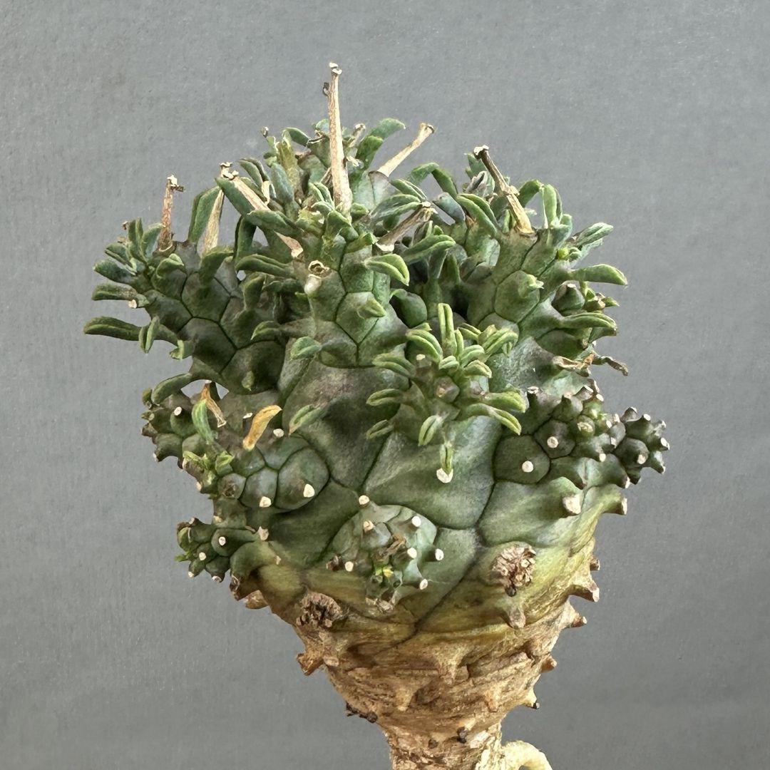 1513 ユーフォルビア デセプタ Euphorbia decepta 実生株