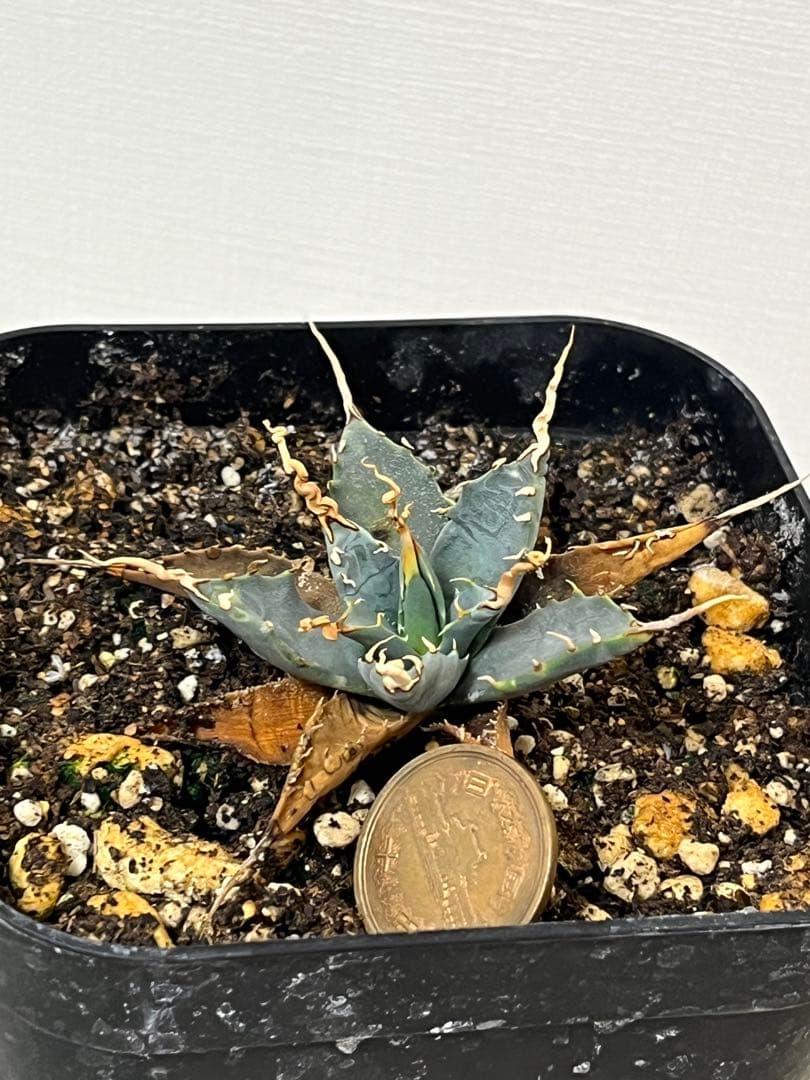 陽炎 実生目立った傷や汚れなし