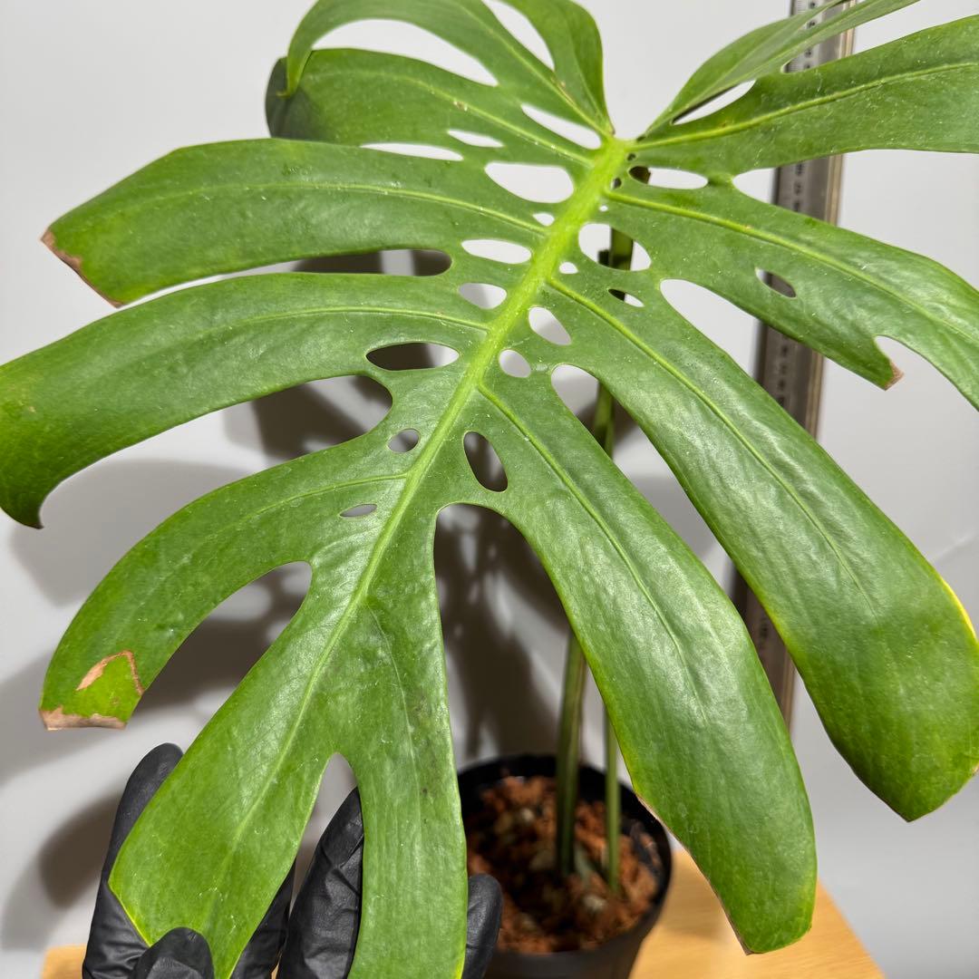 Z33 モンステラ デリシオサ マクロコズム Z33 モンステラ デリシオサ マクロコズム