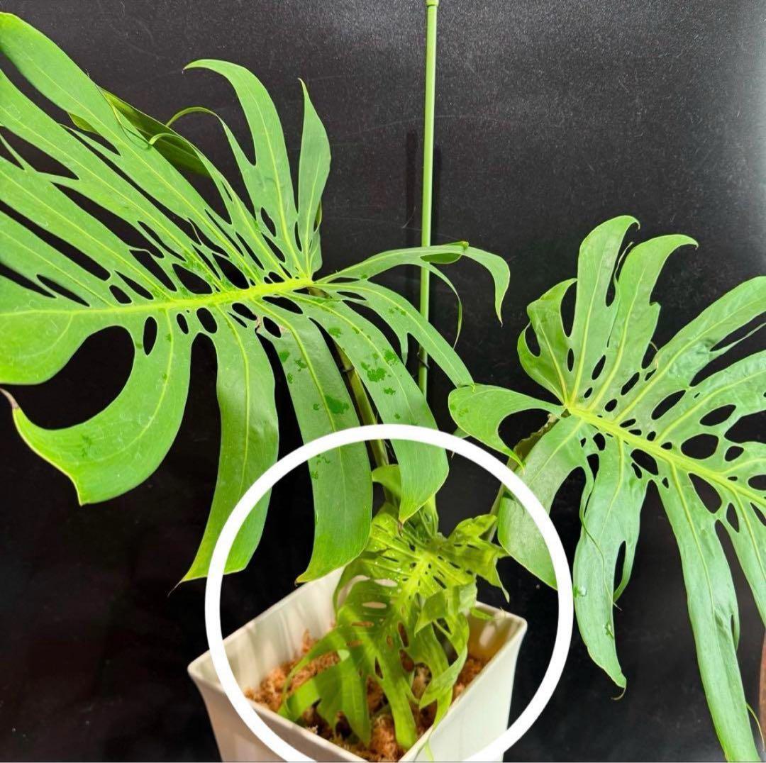 Z33 モンステラ デリシオサ マクロコズム Z33 モンステラ デリシオサ マクロコズム