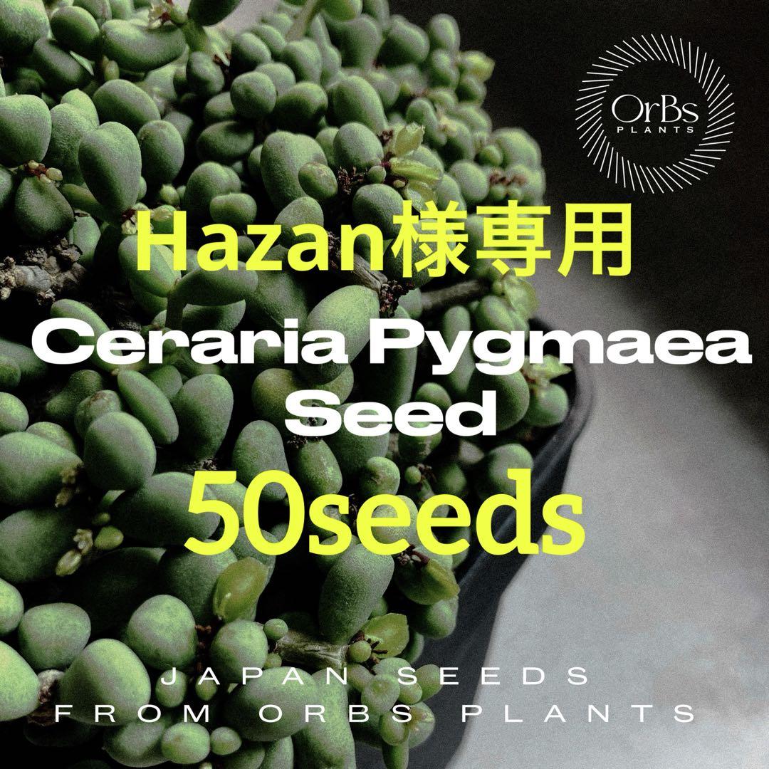 【国内採種】Ceraria Pygmaea seeds 新鮮種子50粒