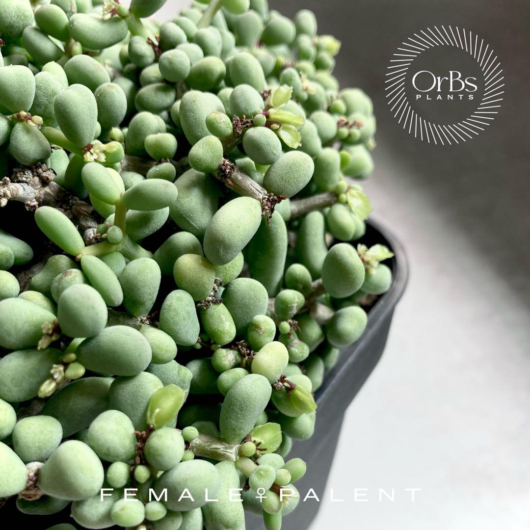 【国内採種】Ceraria Pygmaea seeds 新鮮種子50粒 国内採種】Ceraria Pygmaea seeds 新鮮種子50粒 - メルカリ