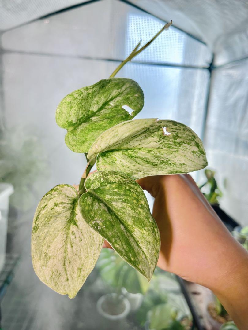 Scindapsus Yupa ハーフムーン Scindapsus Yupa ハーフムーン