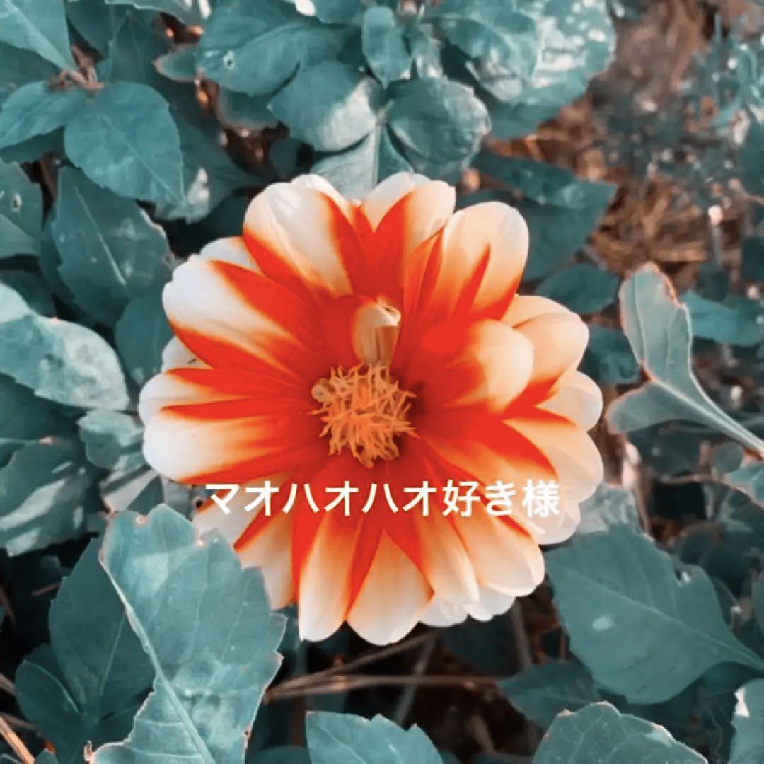 マオハオハオ好き様 正規取扱店