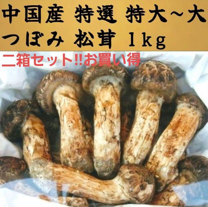中国産 3L~2L特大 二箱セット【天然 つぼみ 松茸 約1kg】5～16本入