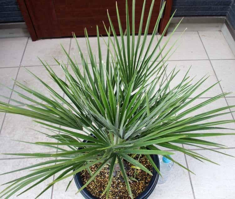 【現品】チャメロプス・フミリス 9号 g35番 【現品】チャメロプス・フミリス 9号 g35番