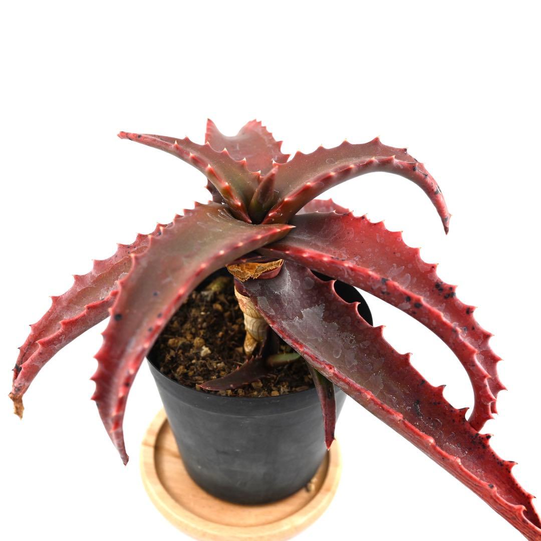 70%OFF】 アロエ 多肉植物 カメロニー 子株付き 美苗 特大苗 植物