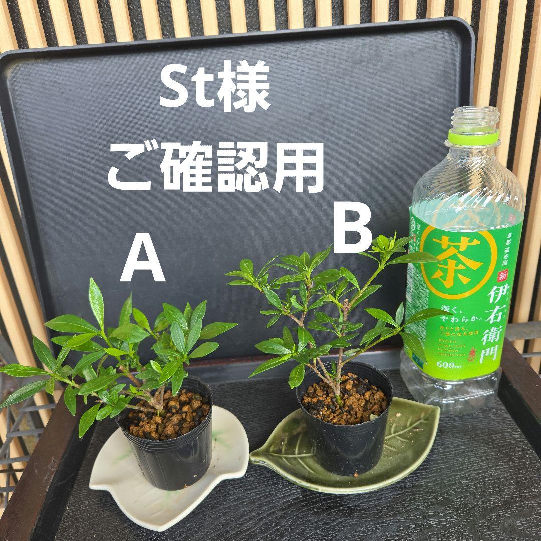 【St様ご確認用】ヒメクチナシ