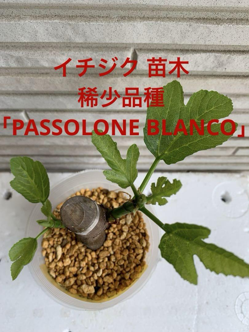 イチジク 苗木★稀少品種 「PASSOLONE BLANCO」
