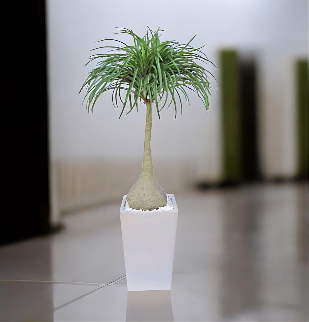 光触媒　人工観葉植物　ウォールグリーン　フェイクグリーン　ノリナプランツ