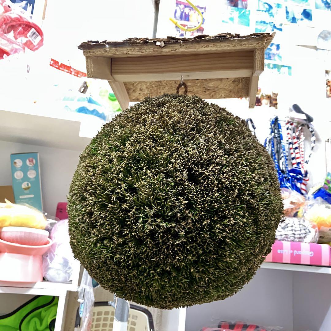 杉玉【屋根付き】①