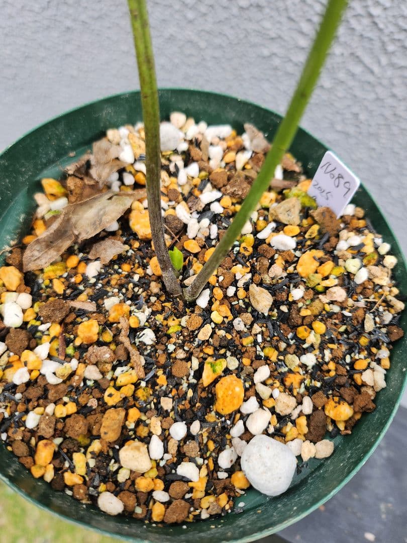 ストロー目立った傷や汚れなし