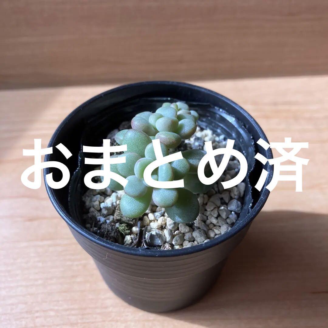 おトク】 多肉植物 アバンギャルド抜き苗② 植物/観葉植物 - hospilineindia.com おトク】 多肉植物 アバンギャルド抜き苗② 植物/観葉植物 - hospilineindia.com
