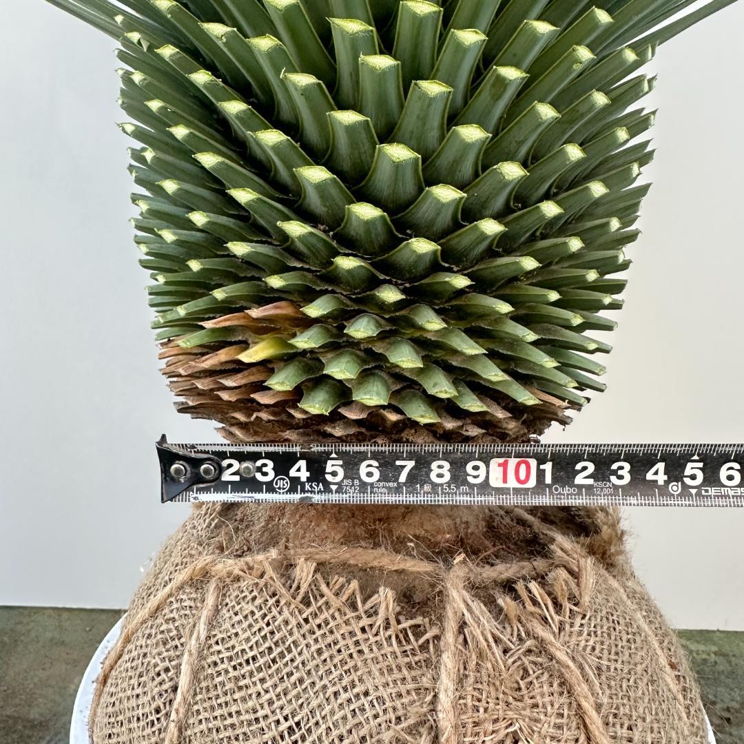 ユッカ ロストラータ【24-560】超超美形 シルバーブルー ユッカ ロストラータ【24-560】超超美形 シルバーブルー