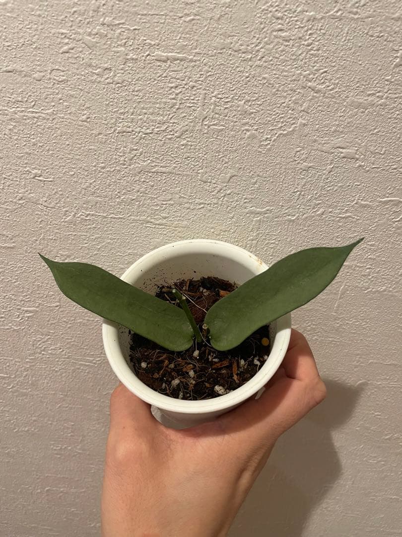 レア 珍種 Hoya Pandurata Viet Silver サクララン レア 珍種 Hoya Pandurata Viet Silver サクララン