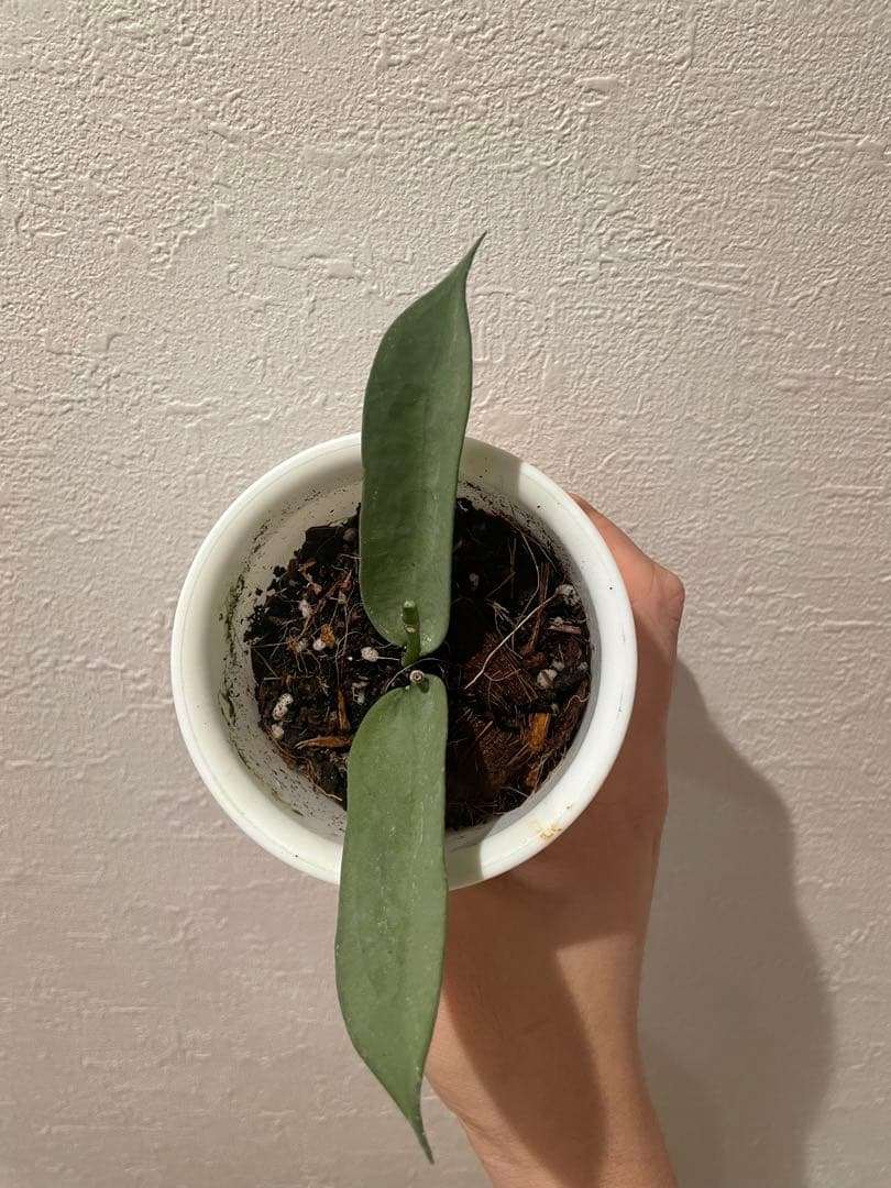 レア 珍種 Hoya Pandurata Viet Silver サクララン レア 珍種 Hoya Pandurata Viet Silver サクララン