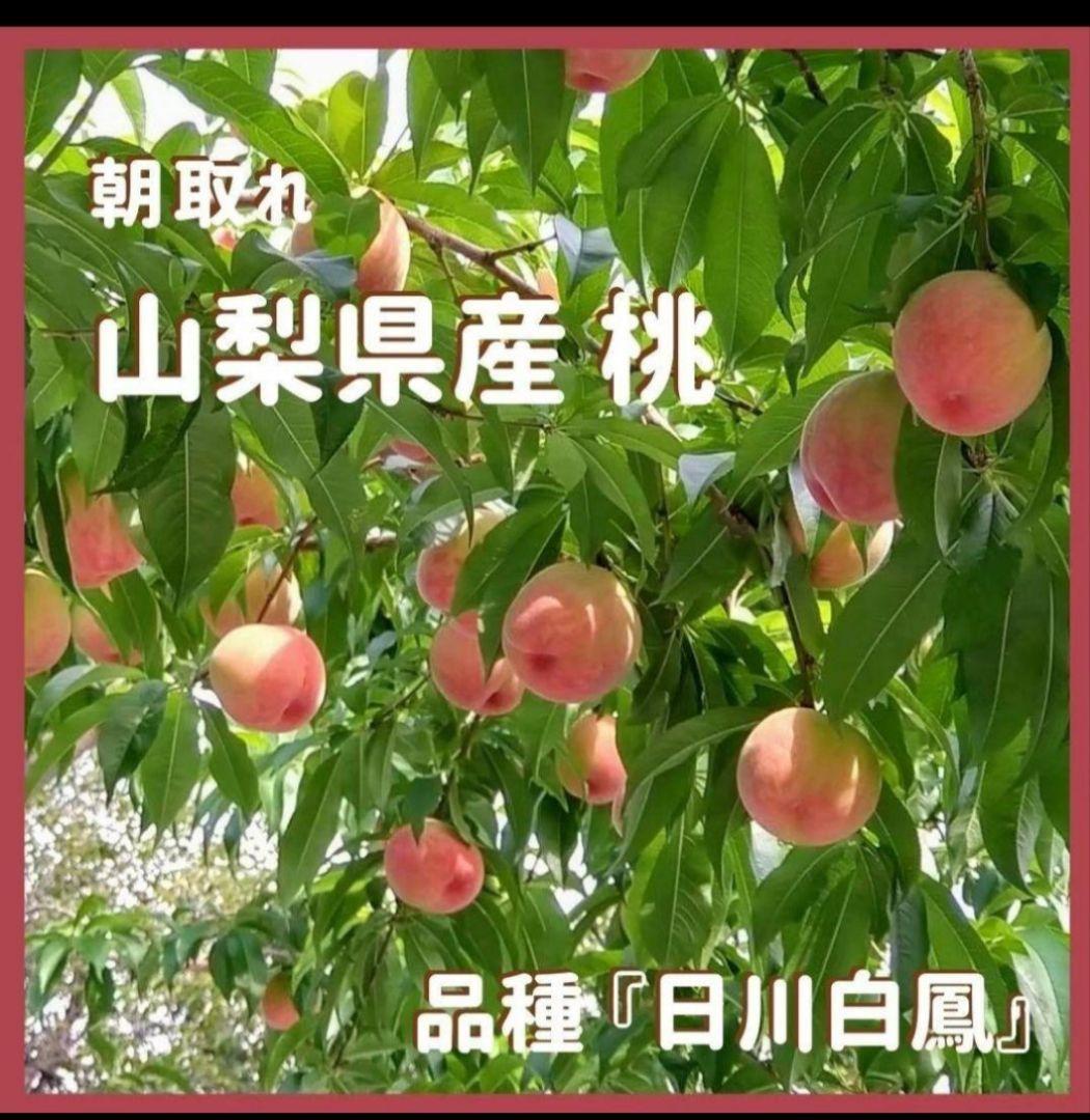 【ラビアンローズ】山梨県産の桃『日川白鵬』訳ありの桃、2箱セットです！