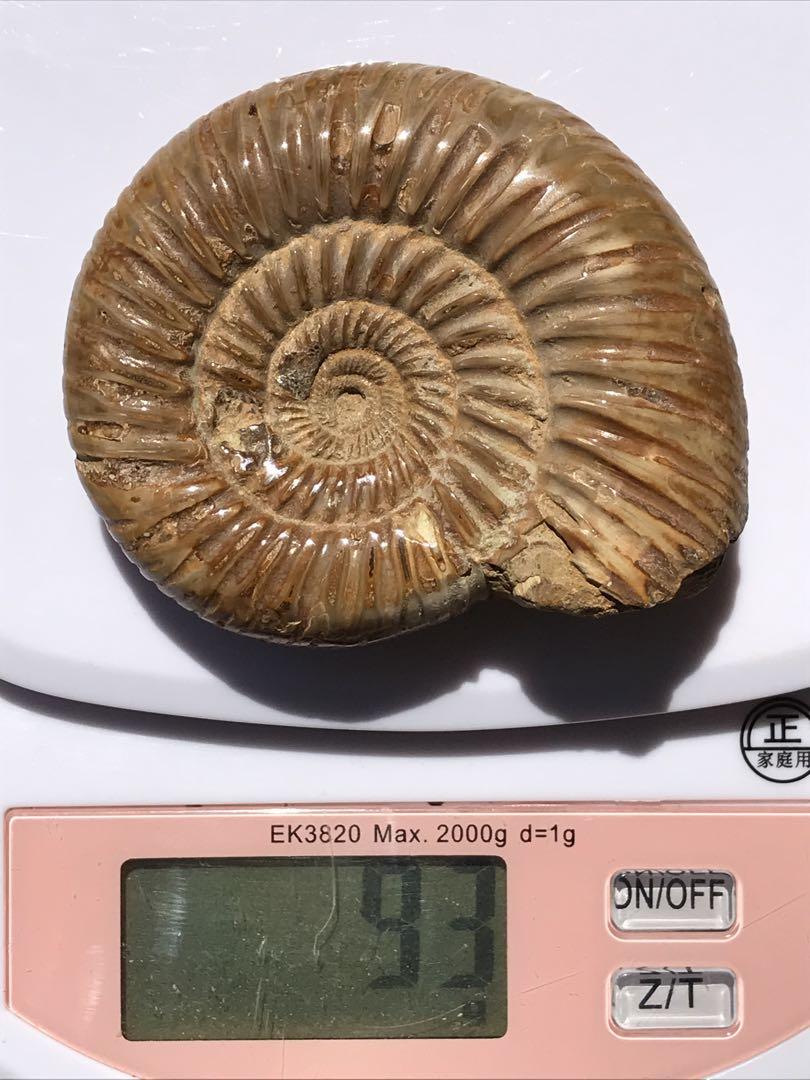 特別価格】マダガスカル産 褐色アンモナイト化石（ペリス