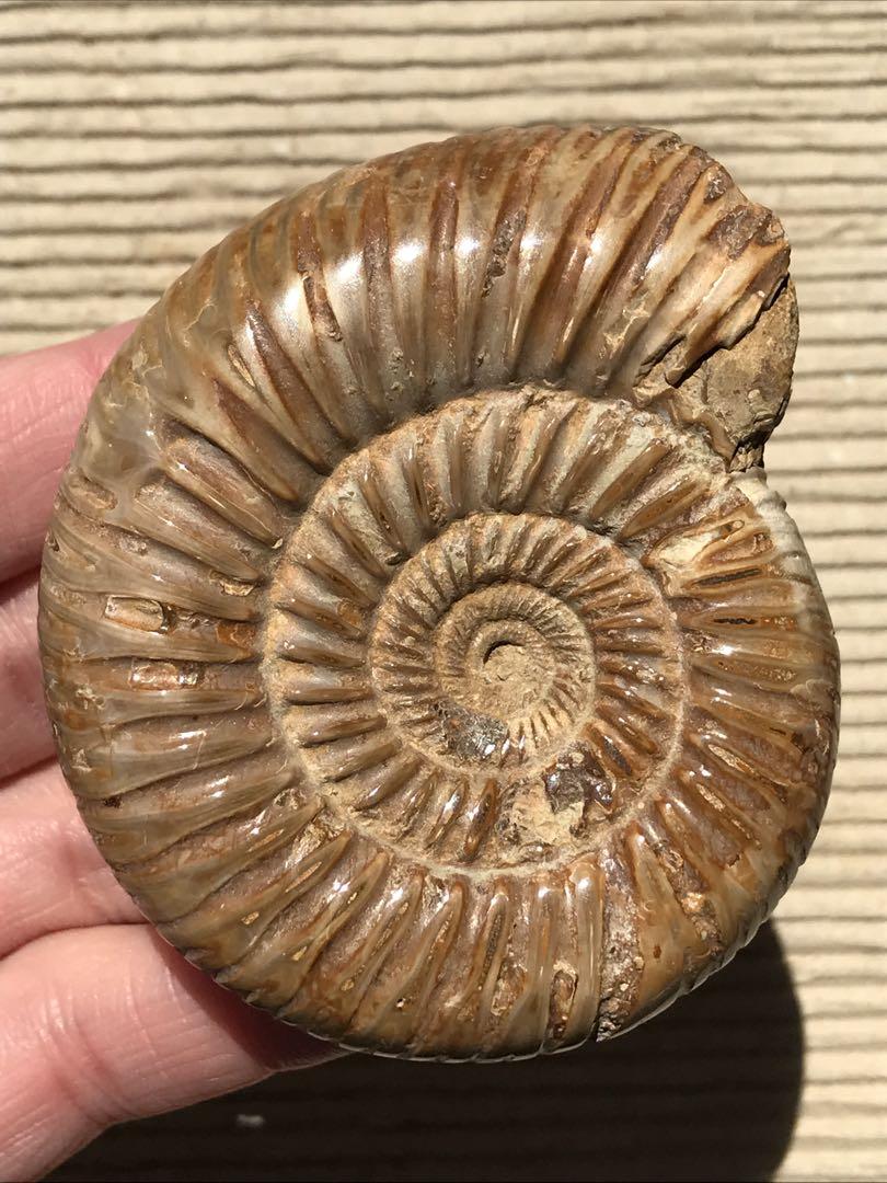 特別価格】マダガスカル産 褐色アンモナイト化石（ペリス