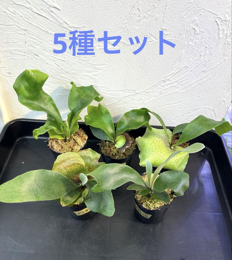 ビカクシダ　5種セット