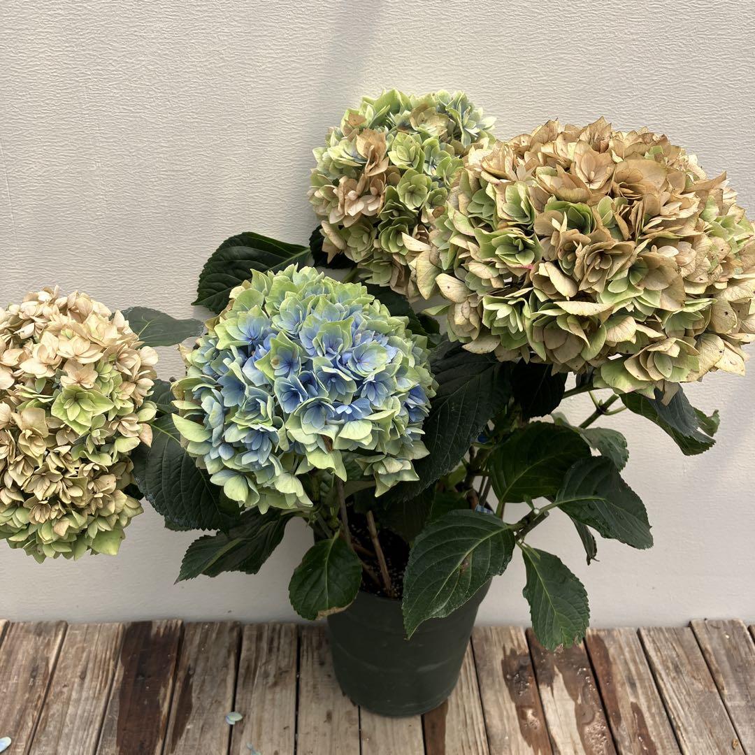お歳暮 人気 花傷み品6鉢セット アジサイ ハイドランジア
