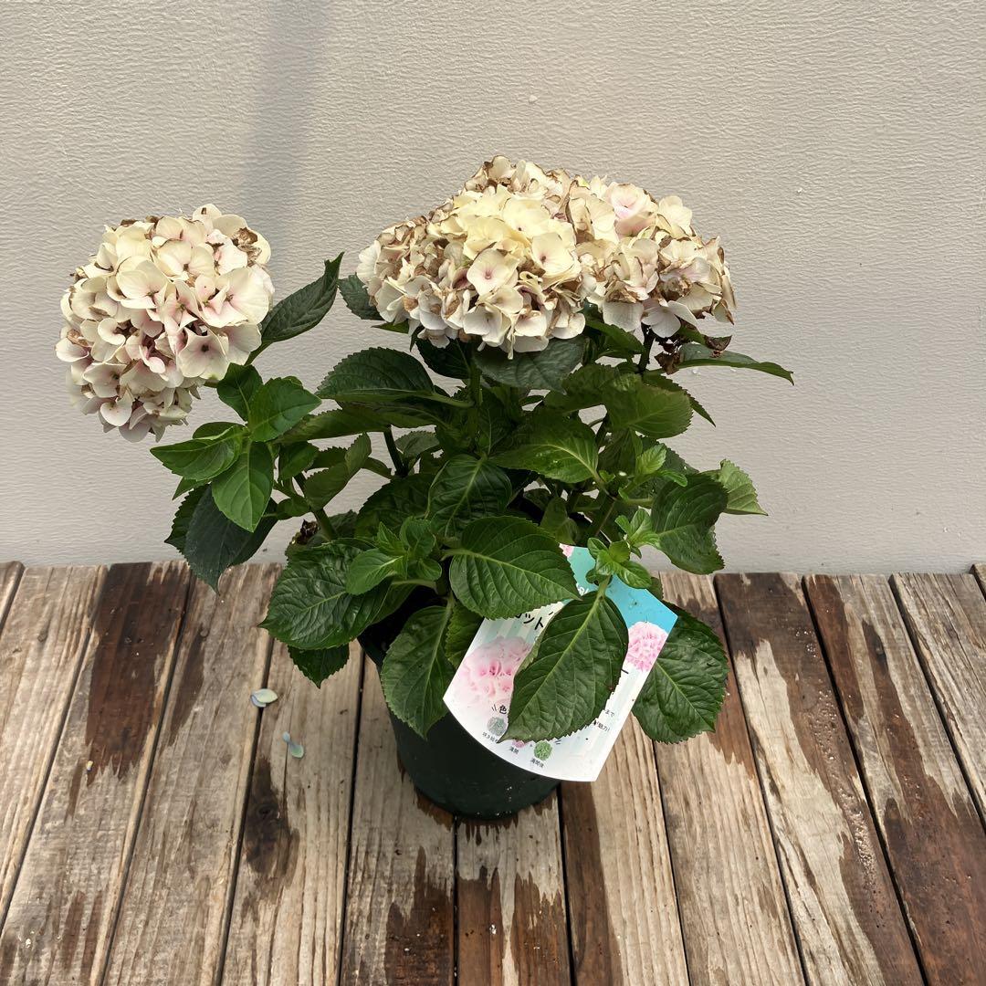 植栽用アジサイ6鉢セット ハイドランジア 来年用 - メルカリ