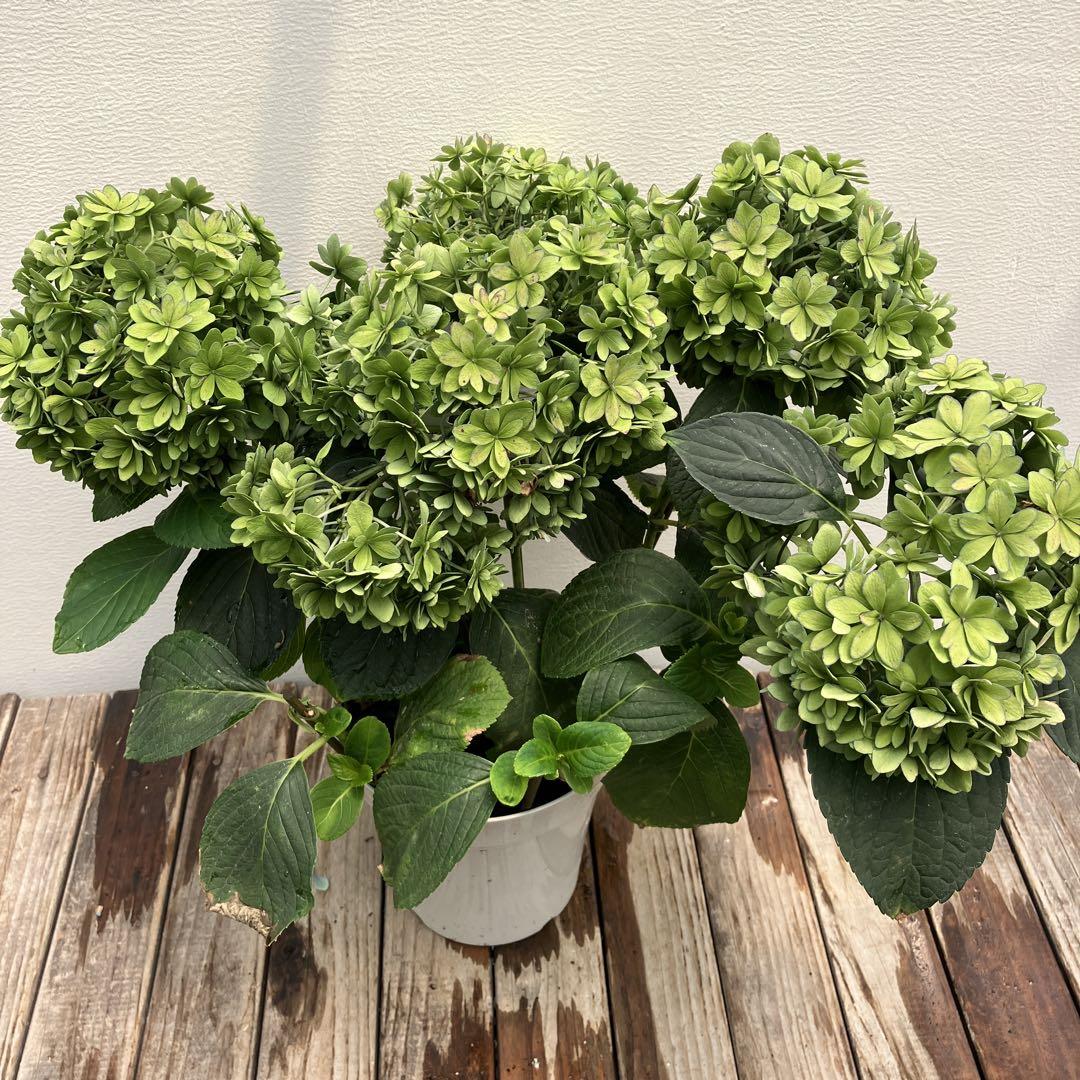 アジサイ　植栽用6鉢セット　ハイドランジア 植栽用アジサイ6鉢セット ハイドランジア 来年用 - メルカリ