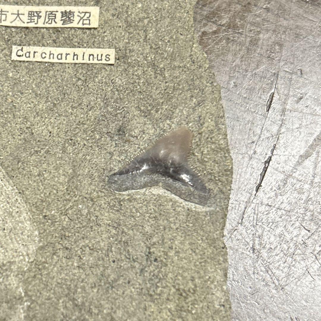 サメの歯 化石