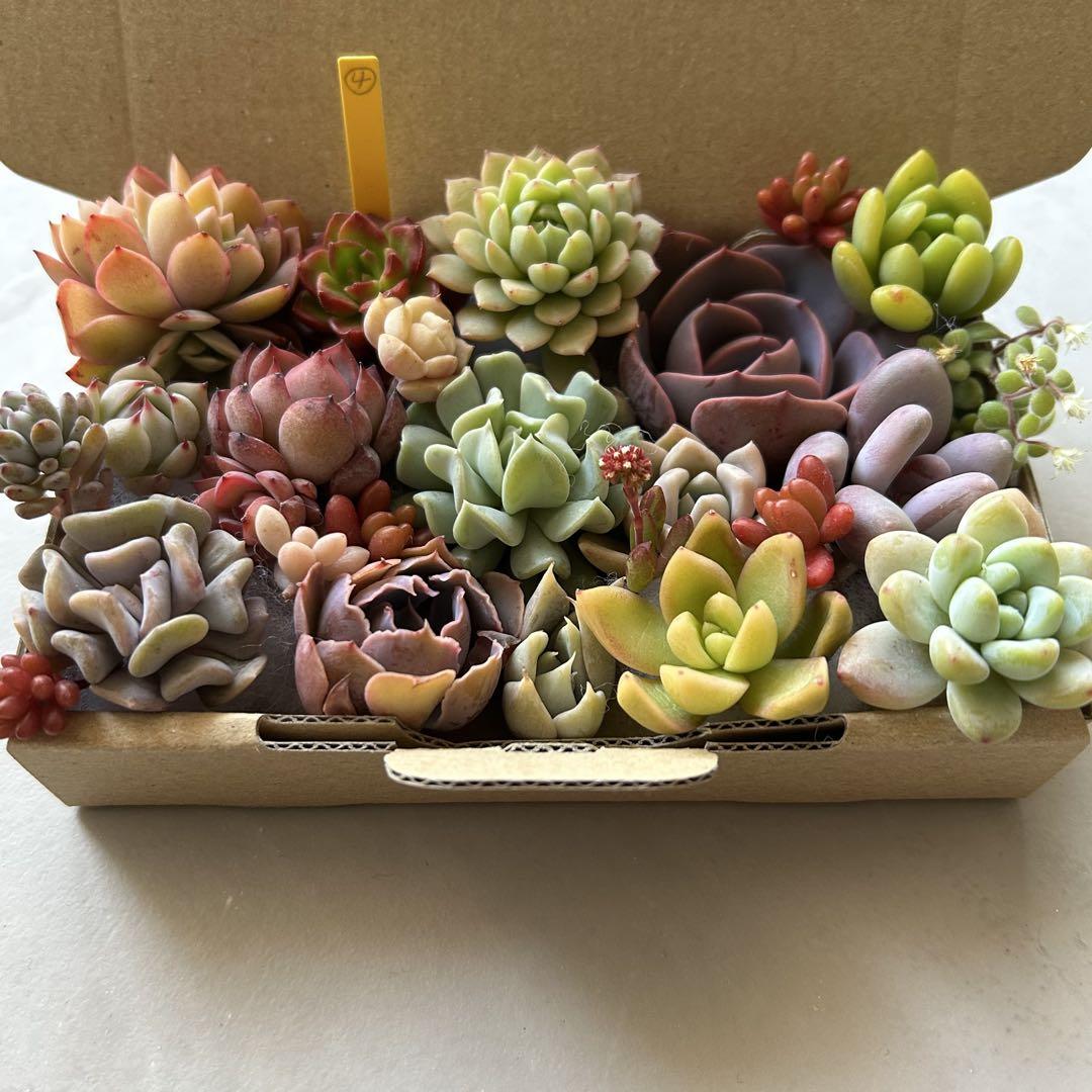 ④ 多肉植物　カット苗　詰め合わせ　寄せ植え