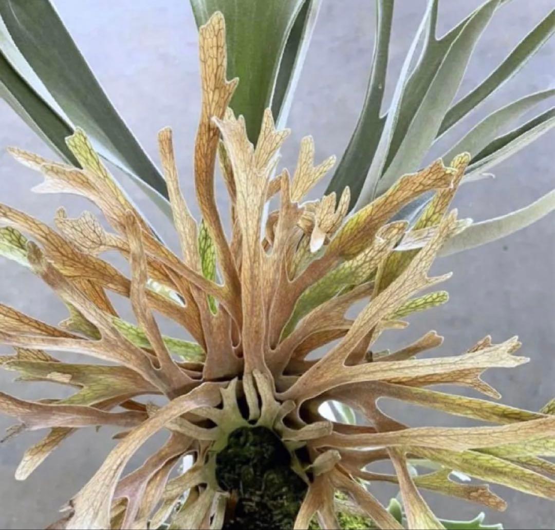 ビカクシダ ビーチー ベイチーワイルド オーストラリアOC目立った傷や汚れなし YUZUMIYA_COM