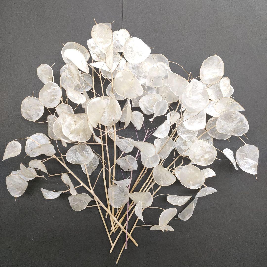 おまとめ品 の為他の方のご はご遠慮下さい B4 ルナリア ドライフラワー目立った傷や汚れなし