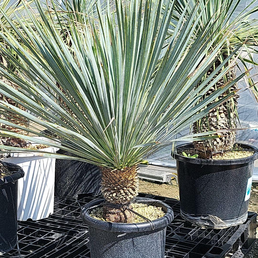 Alohaさん専用ユッカロストラータブルーサンダー 