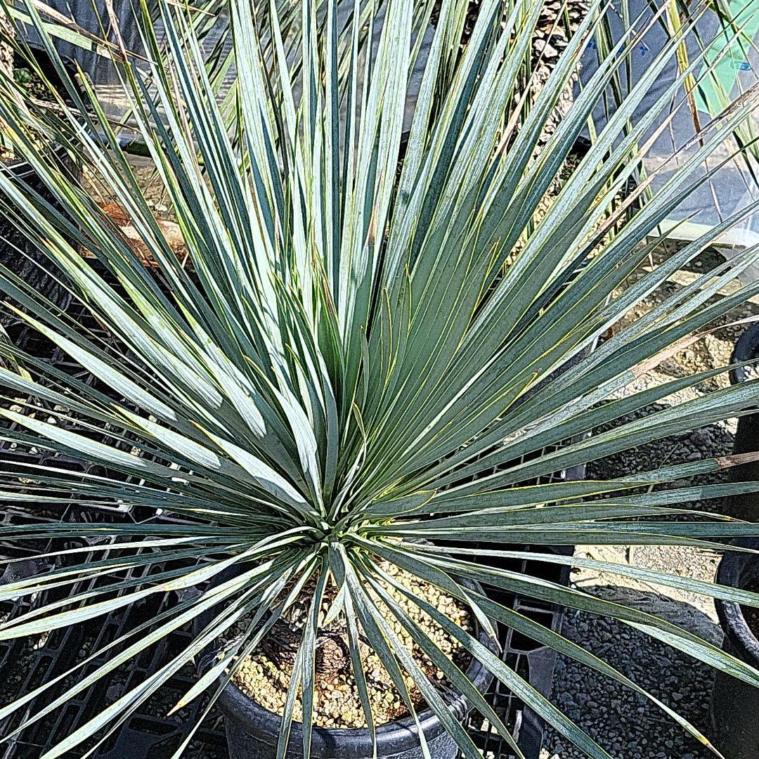 Alohaさん専用ユッカロストラータブルーサンダー 