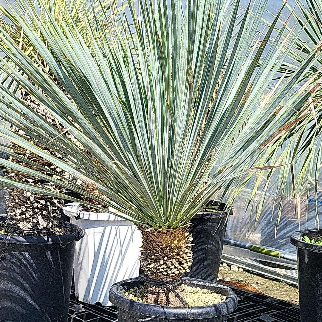 Alohaさん専用ユッカロストラータブルーサンダー 