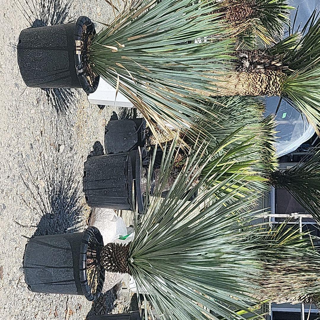 Alohaさん専用ユッカロストラータブルーサンダー 